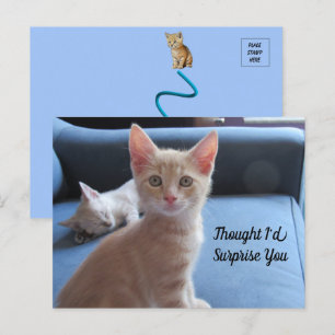 Carte postale Taz and Winter Surprise Cat