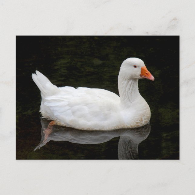 Carte Postale Tchèque Oie. Lac Roath Park, Cardiff, Pays de Gall (Devant)