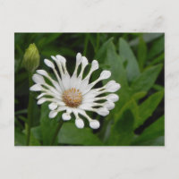 Carte postale Tea Cup Daisey