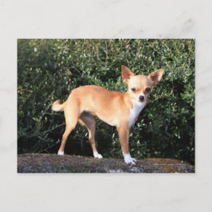Carte Postale Teacup Chihuahua