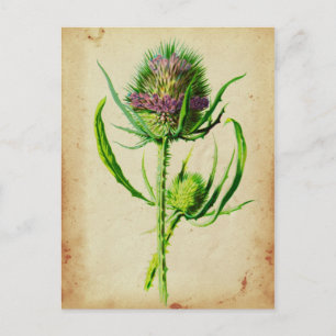 Carte Postale Teasel sauvage - Dipsacus sylvestris
