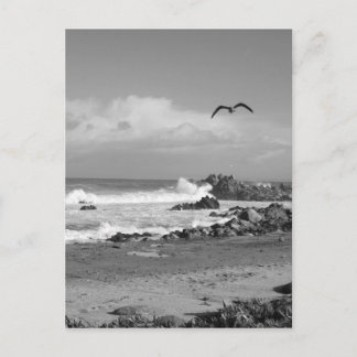 Carte Postale Tempête de Grove du Pacifique en noir et blanc