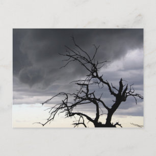 Carte Postale Tempête de Guadalupe