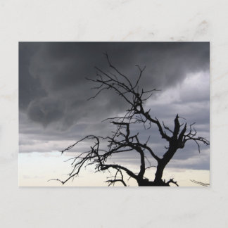 Carte Postale Tempête de Guadalupe