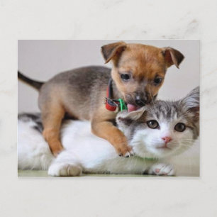 Carte postale - Temps de lavage!