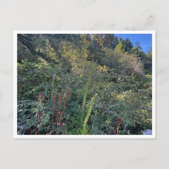 Carte Postale Temps parfaits (Devant)