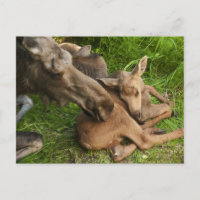 Tendre Mère Moose