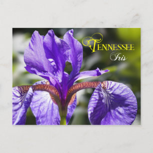 Carte Postale Tennessee State Flower : Iris
