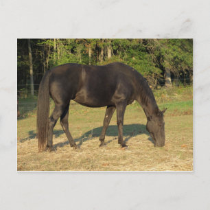 Carte Postale Tennessee Walking Horse
