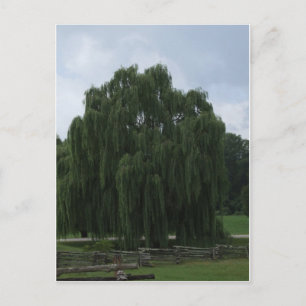 Carte Postale Tennessee Willow Tree