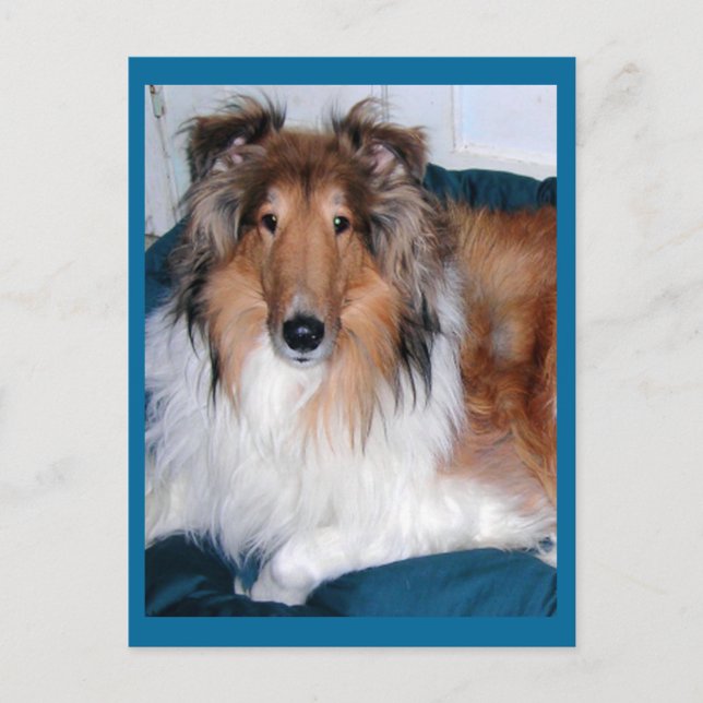 Carte Postale Tennyson-A-collie (Devant)