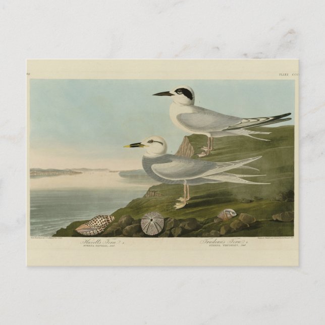 Carte Postale Tern Audubon Birds of America de Havell et Trudeau (Devant)