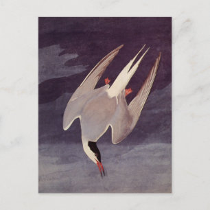 Carte Postale Terne arctique par John James Audubon, Oiseaux Vin