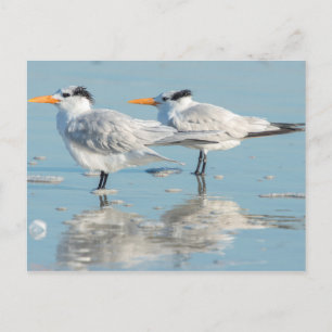 Carte Postale Terns