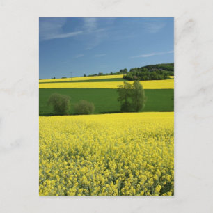 Carte Postale Terrain de colza près de Bavenhausen, Allemagne