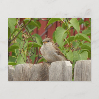 Carte Postale terrain de moineau Flagstaff, Arizona