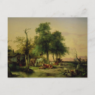 Carte Postale Terrain de pâturage