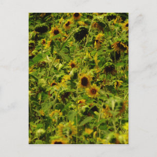 Carte Postale Terrain de tournesol