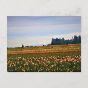 Carte Postale Terrain de tulipe avec Mt Hood, Oregon