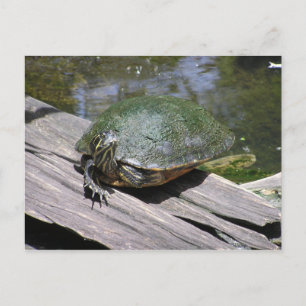 Carte postale Terrapin
