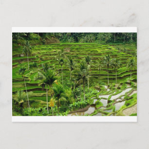 Carte Postale Terrasse de riz à Bali