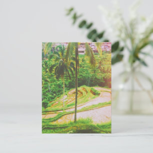 Carte Postale Terrasse de riz de Tegalang - Bali - Indonésie