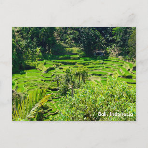 Carte Postale Terrasses de riz de Bali, Indonésie