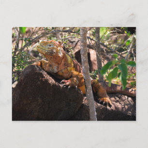 Carte Postale Terre Iguana, île de Seymour Nord, Galapagos