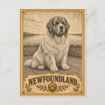 Terre-Neuve, Chien du patrimoine vintage