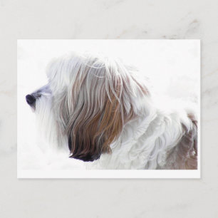 Carte Postale Terrier tibétain