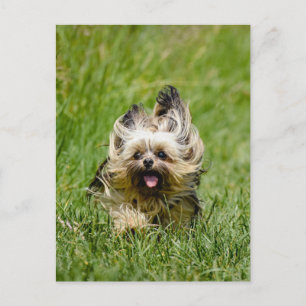 Carte Postale Terrier Yorkshire mignon Traversant L'Herbe
