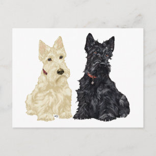 Carte Postale Terriers écossais roux et noirs