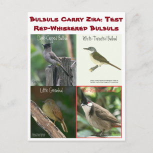 Carte Postale Tester des bulbuls à cache rouge par RoseWrites