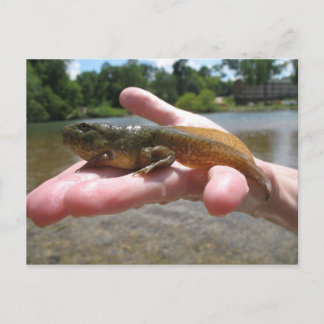 Carte Postale têtard