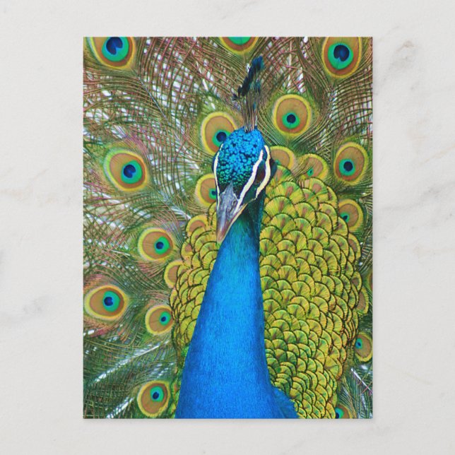 Carte Postale Tête bleue Peacock avec et des plumes de queue col (Devant)