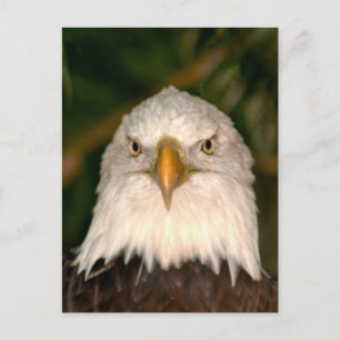 Carte Postale Tête d'aigle chauve Sur la conception de la photo