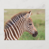 Tête de bébé zèbre, Tanzanie
