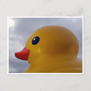 Carte Postale tête de canard