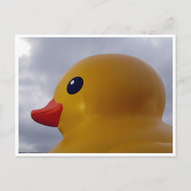 Carte Postale tête de canard (Devant)