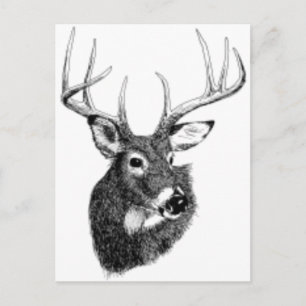 Carte Postale tête de cerf
