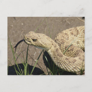 Carte Postale Tête de Crotale des Prairies R8