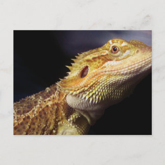 Carte Postale Tête de dragon à tête nue 2