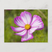 Tête de fleur Cosmos