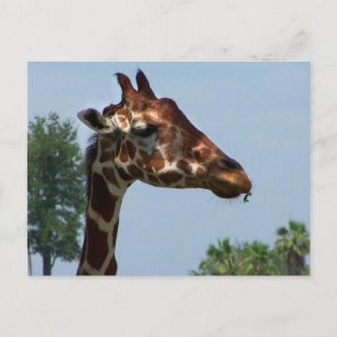 Carte Postale Tête de girafe contre photo ciel bleu