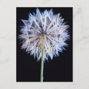 Carte Postale Tête de graine de Pissenlit (Taraxacum Officinale)