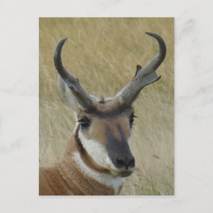 Carte Postale Tête de Pronghorn Antilope A21