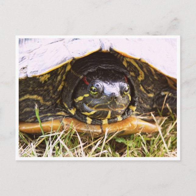 Carte Postale Tête de tortue rouge (Devant)