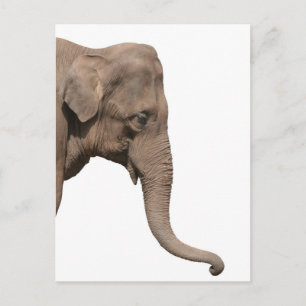 Carte Postale Tête d'éléphant
