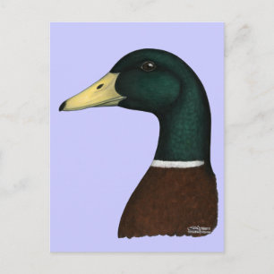 Carte Postale Tête Mallard Drake