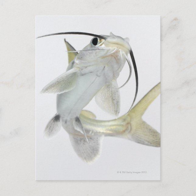 Carte Postale Tete poisson de mer (Hexanematichthys seemanni) (Devant)